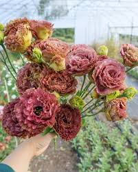 Rosanne 3 Brown – Lisianthus Seed