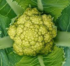 Cauliflower- Macerata Green