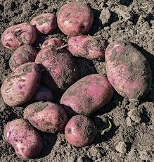 Caribe – Organic Seed Potatoes