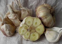 Inchelium Red – Garlic s