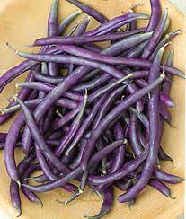 Carminat – Purple Pole Bean Seeds
