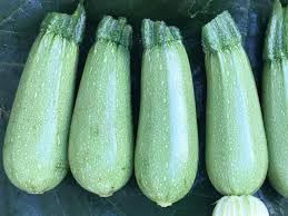 Mexicana – Organic Zucchini Squash Seed