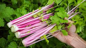 Chinese Celery- Pink