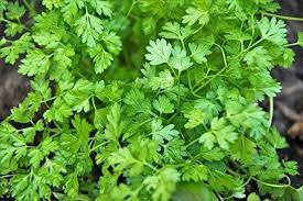 Coriander Green Aroma Vegetable Seeds