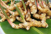 Galangal (Rhizome)