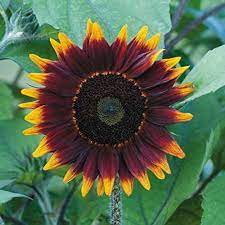 Sunflower- Dwarf Sonnet F1
