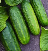 Chaperon – Cucumber Seed