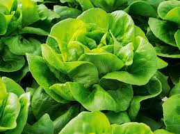 Casey – Pelleted Lettuce Seed