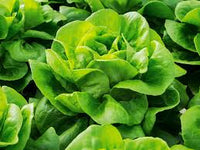 Casey – Pelleted Lettuce Seed