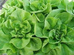 Lettuce Romaine Imported Vegetable Seeds