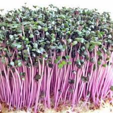 Kale, Purple Reign – Microgreen Seed