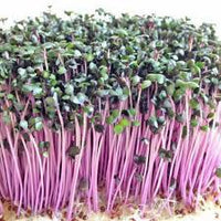 Kale, Purple Reign – Microgreen Seed