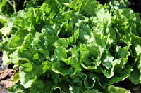 Eros – Organic Escarole Seed