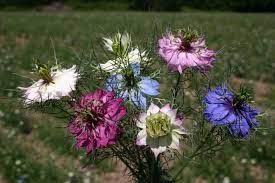 Love-In-A-Mist – Organic Nigella Seed