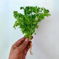 Coriander Kalmi Vegetable Seeds