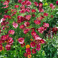 Rubenza – Cosmos Seed