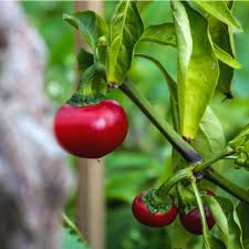 Chilli- Red Cherry Hot
