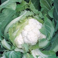 Skywalker – Organic Cauliflower Seed