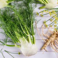 Europe Fragrant  Fennel Seeds Organic Vegetable Seeds
