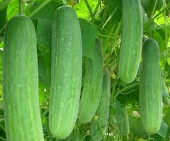 cucumber vegetable seeds for home garden