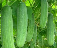 cucumber vegetable seeds for home garden