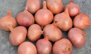 Matador – Organic Shallot Seed