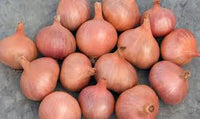 Matador – Organic Shallot Seed