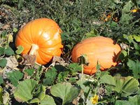 Pumpkin- Big Max