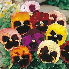 Miviola Black Sorbet seeds – deep-toned viola delight for borders and pots