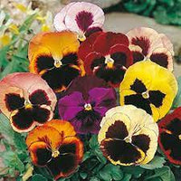 Miviola Black Sorbet seeds – deep-toned viola delight for borders and pots