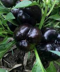 Chocolate Black Pepper 4 Seasons Pepper Garden Terrace Potted Ve