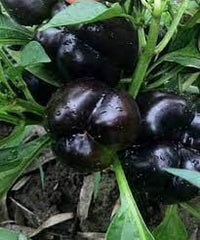 Chocolate Black Pepper 4 Seasons Pepper Garden Terrace Potted Ve