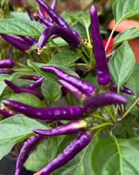 Chilli- Lilac Cayenne