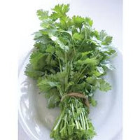 Cilantro, Monogerm – Organic Microgreen Seed