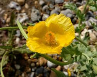Heirloom Glaucium Flavum Flower Seeds for Planting, Non-GMO - Glaucium for planting in home garden