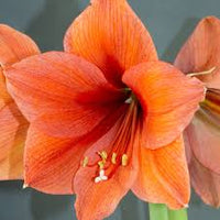 Desire Amaryllis  Seeds