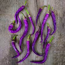 Chilli- Lilac Cayenne