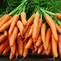 Negovia – Organic Carrot Seeds
