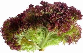 Lettuce Lollo Rossa Vegetable Seeds