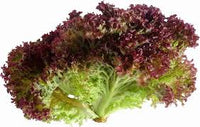 Lettuce Lollo Rossa Vegetable Seeds