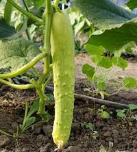 Itachi – Cucumber Seed