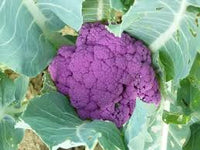 Graffiti Hybrid Cauliflower Seeds