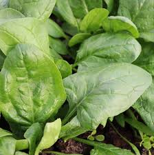 Spinach- Viroflay