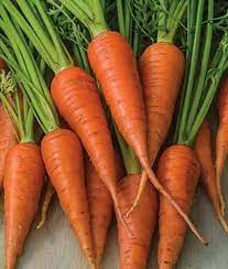 Negovia – Organic Carrot Seeds