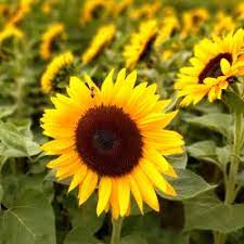 Sunny Smile – Sunflower Seed