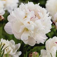 Gardenia Peony
