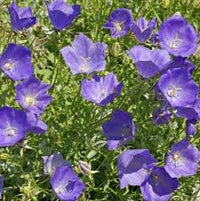 Tussock Bellflower- Blue