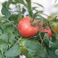 Enroza – Organic Tomato Seed