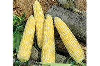 Seminole Sweet XR – Corn Seed