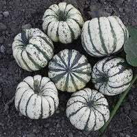 Sweet Dumpling – Delicata Squash Seed